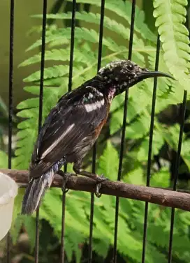 Masteran mewah konin belorok