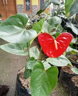 Tanaman hias anthurium mickey mouse
