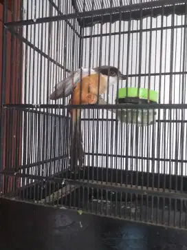 Burung cendet blangkon