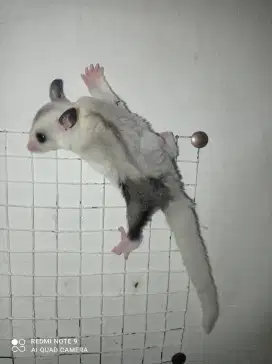 Sugar glider pied betina