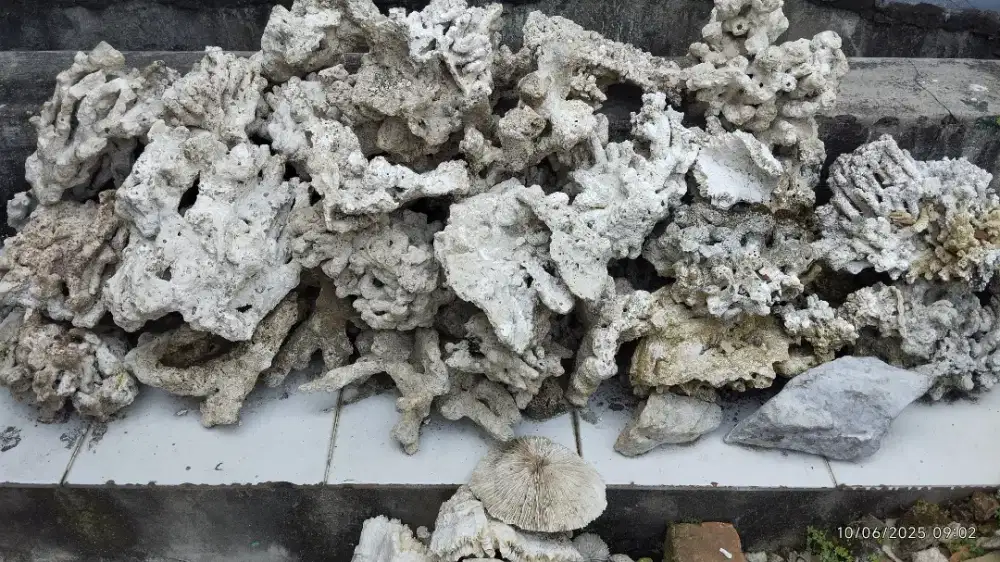Jual karang batu ikan