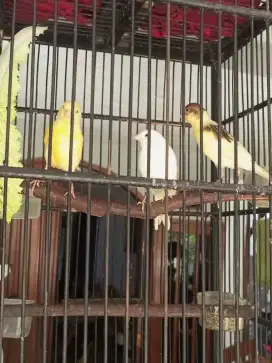 Kenari F1 Anakan Paud Jantan