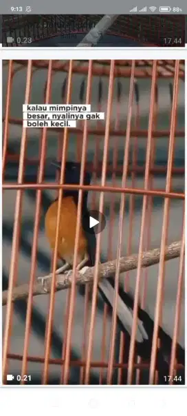 Murai batu PILOT