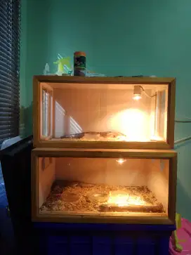 terarium kandang reptil terrarium reptile