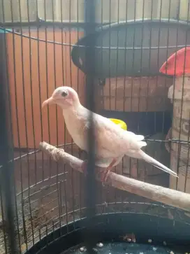Perkutut putih mata mera crosing
