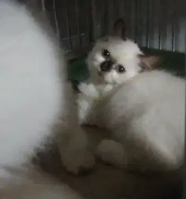 Kitten Himalaya Ragdoll berina