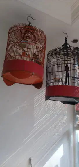 DI JUAL CEPAT 2 EKOR BURUNG