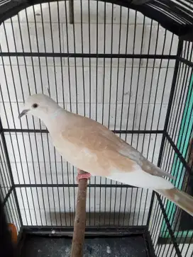 Burung Puter Irak