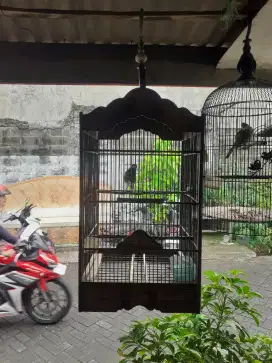 Burung anis macan atau amnan+sangkar burung udah bunyi ngeplong