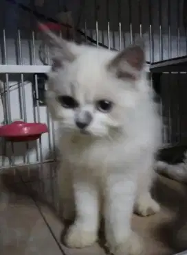 Himalaya Ragdoll Jantan