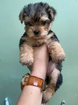 Yorkshire Long Hair Puppy