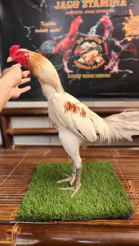 Ayam bangkok plucker super istimewa