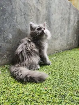 Persia medium betina