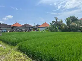 11.48 Are Scenic Rice Field View Near Nyanyi Beach
