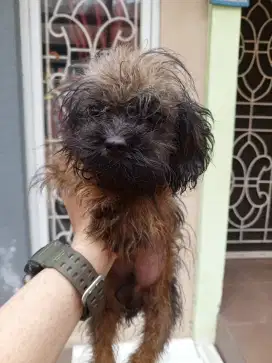 Maltipo male size super mini d mungil umur 5 bln an sehat no kutu