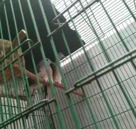 Perkutut lokal alam sejodoh sepasang