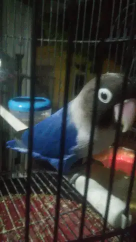 Lovebird biola green ma biru