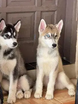 Husky Malamute Big Bones