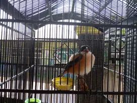 Jual cepat burung cendet murah fullset