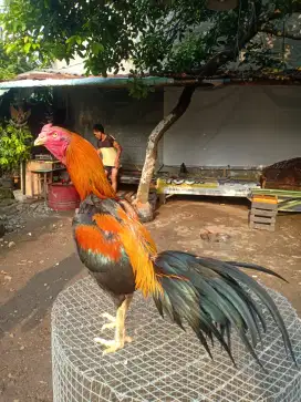 Ayam Bangkok wiring kuning