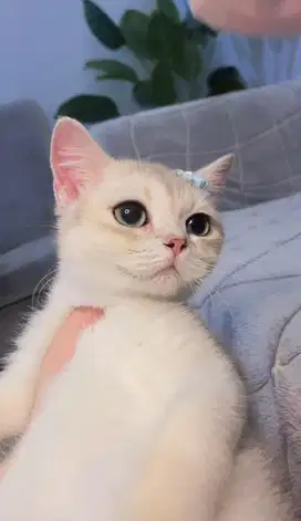 BSH x Scottish golden blue betina