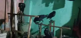 Burung gagak hitam