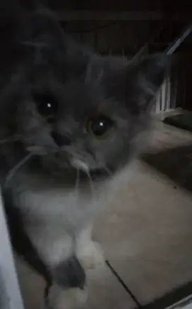 Kitten Persia Flanose Betina Abu