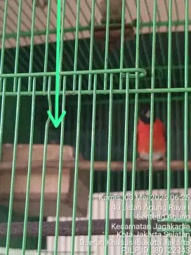 Sepasang red siskin dan Kolibri ninja gacor