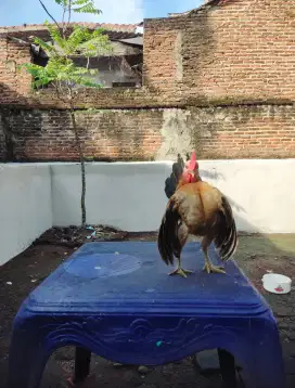 Ayam hias serama
