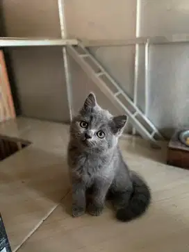 Kucing BSH blue usia 2,5 bulan