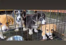 Dijual anak anjing puppy Corgi Betina jantan sable tri color vaksin