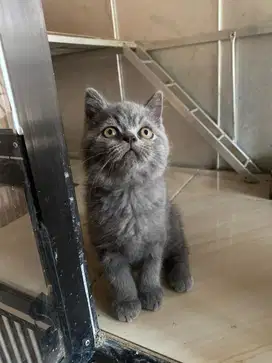 Kucing British short hair 2,5 bulan