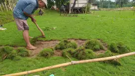 Rumput jepang/trima pemasngan