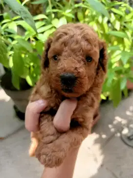super red poodle female