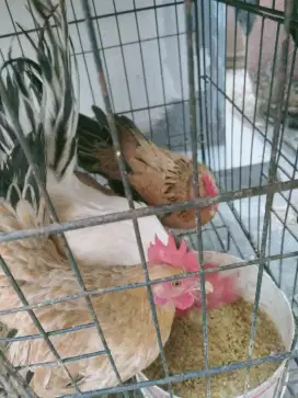 Jual Ayam kate hias