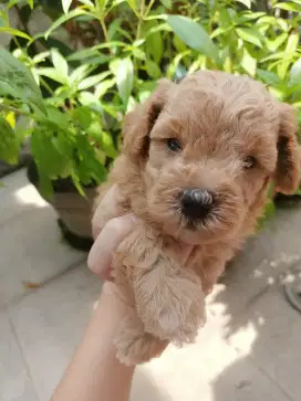 male red poodle