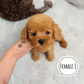 Anjing Poodle murah