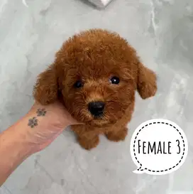 Anjing poodle female