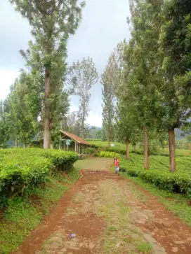 JUAL KEBUN TEH AKTIF MURAH DI CIWIDEY