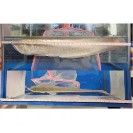 Ikan arwana silver red brazil 35 cm