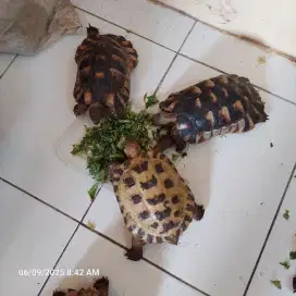 Kura kura Marginata 20 cm