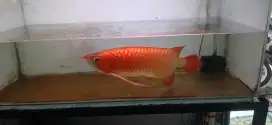 Ikan arwana super red 50cm plus sertifikat
