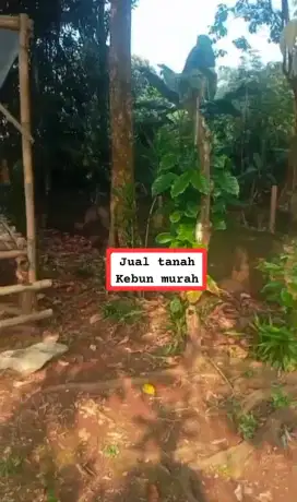 Jual tanah kebun murah Cibodas rabak Rumpin Bogor