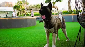 DIJUAL ANJING AMERICAN AKITA