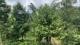 Dijual Murah Tanah Kebun Manggis 2761 m2 di Bojong Purwakarta
