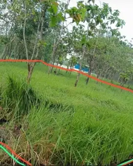 TANAH STRATEGIS MURAH DEKAT LINGKAR WONOSARI PULUTAN GUNUNGKIDUL YOGYA
