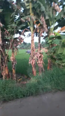 dijual tanah di narogong luas 1 ha SHM RGI