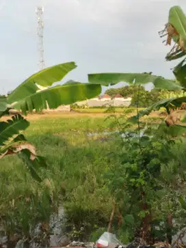 JUAL TANAH SAWAH ZONA INDUSTRI SIDOARJO