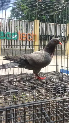 Merpati megan bule mata Jawa cewean serba on perabotan mewah,