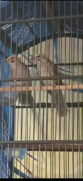 Cucak rowo sepasang umur 5 bulan